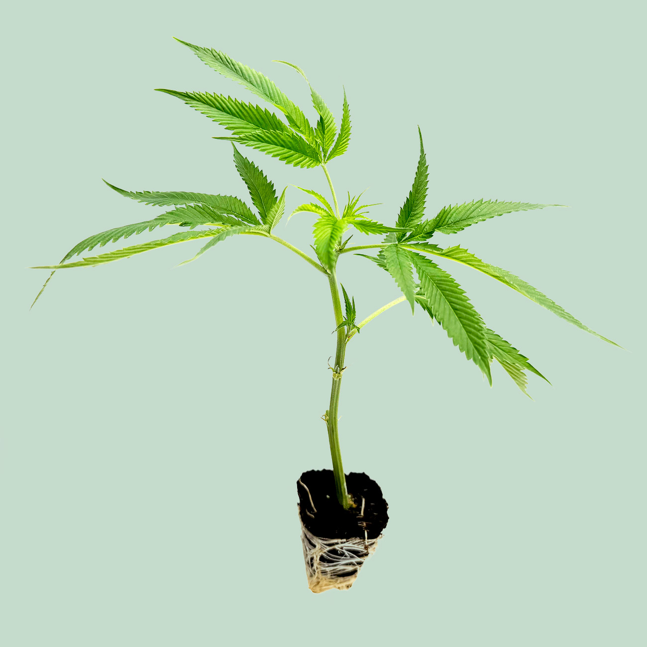 Gogurtz - Cannabis Stecklinge