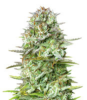 Kosher Cake Auto (Fast Buds)
