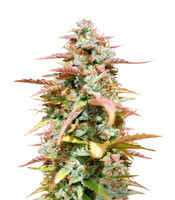 White Haze Automatic (White Label Seed Company)