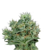 The Doctor (Green House Seeds)