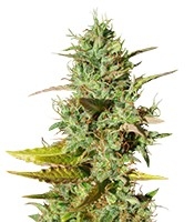 Mazar regular (Dutch Passion)