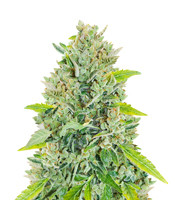 Original Auto Russian (Fast Buds)