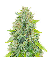Original Auto Russian (Fast Buds)