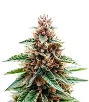 CBD 3D regular (CBD Crew Seeds)