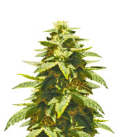 Krippling’s Gelato (Dr Krippling Seeds)