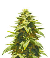 Krippling’s Gelato (Dr Krippling Seeds)