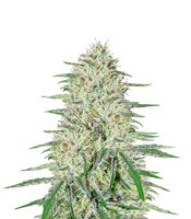 Pennywise regular (TGA Subcool Seeds (SubCool’s The Dank))