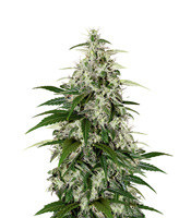 Kalashnikova Auto (Green House Seeds)