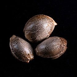 CBG Auto - 3+1 Seed
