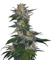 The Hog regular (T.H. Seeds)