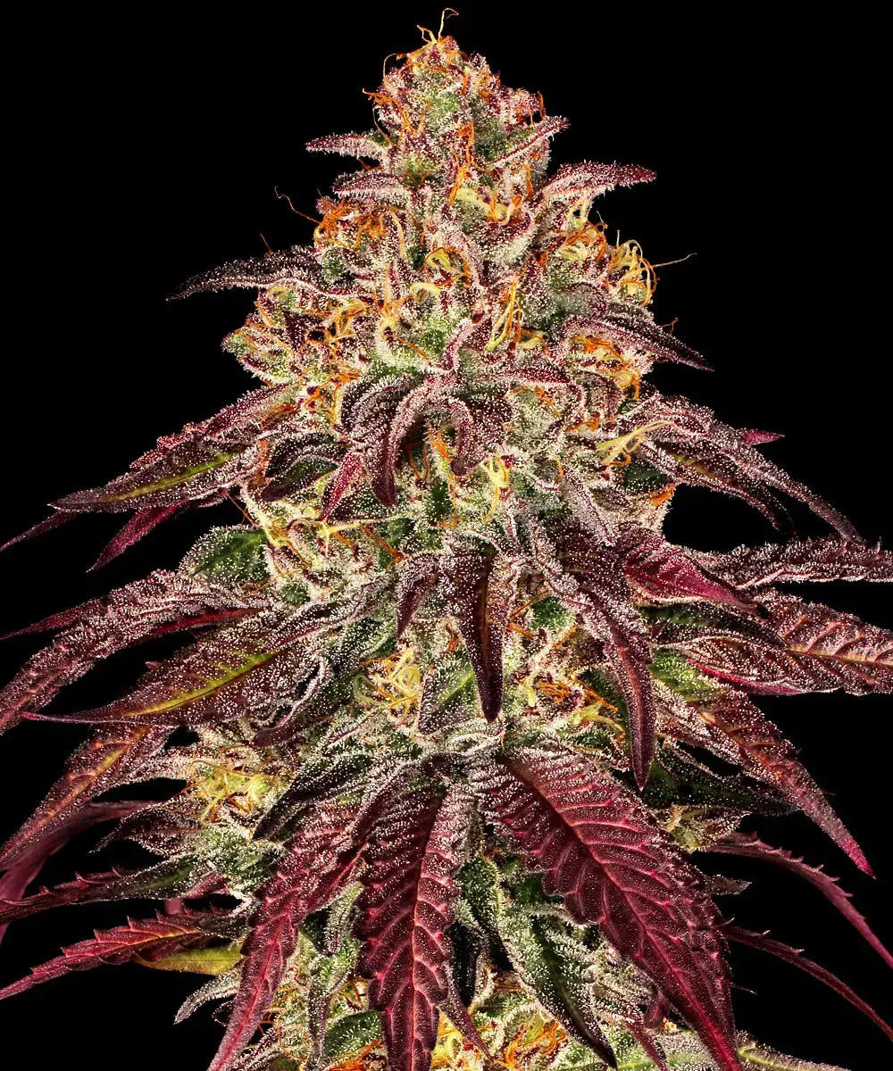 Barneys Farm Mimosa x Orange Punch Auto - 1 Stück