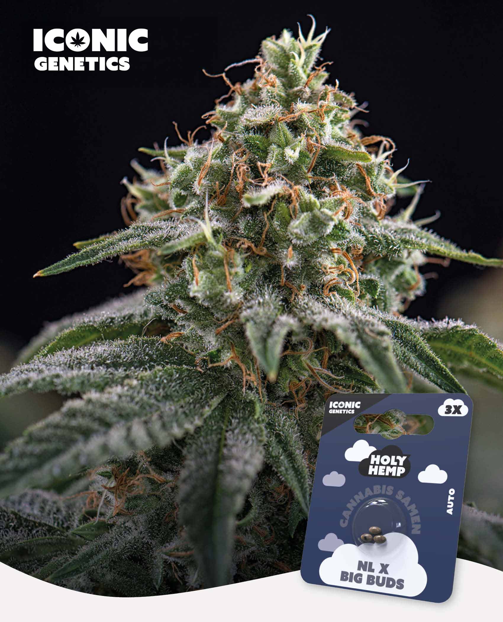 NL x Big Buds Automatic