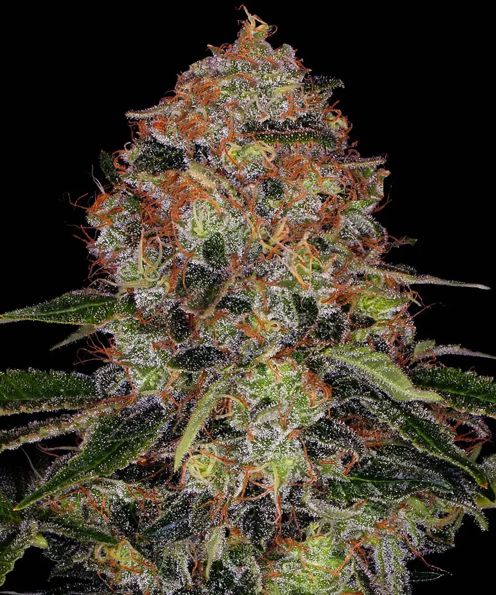 Barneys Farm Shiskaberry - 1 Stück