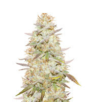 Headstash (Karma Genetics)