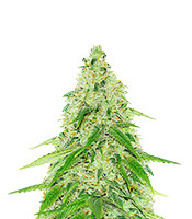 Black Beauty CBD (Kera Seeds)