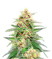 Orange Buddy Auto (Herbies Seeds)