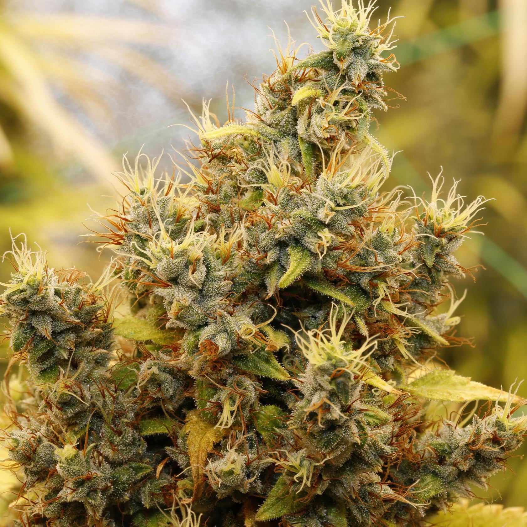 Lemon Thai CBD Samen Feminisiert - 1 Samen ( +1 gratis)