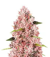 Tropicanna Poison F1 Fast Version (Sweet Seeds)