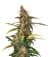 Lemonberry Haze Auto (Original Sensible Seeds)