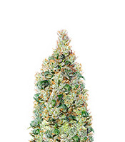 Exodus Cheese Auto CBD (Green House Seeds)