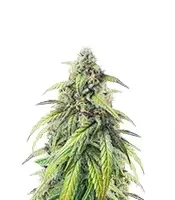 Pound Cake Auto (Fast Buds)