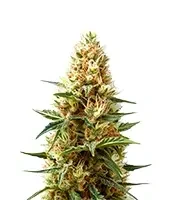Green AK XL (AK-47 XL) (Zambeza Seeds)