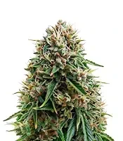 Headlights Kush Auto (Emerald Triangle Seeds)