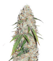 Kripple Roulette (Dr Krippling Seeds)