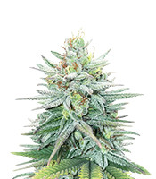 Cherry Pie (Female Seeds)