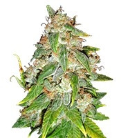 Kaia Kush (Green House Seeds)