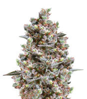 Kritikal Bilbo (Genehtik Seeds)