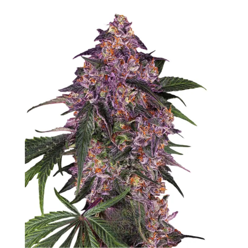 Purple Auto Cannabis Samen - 3 Seeds