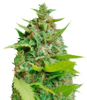 Kiss Dragon (Samsara Seeds)