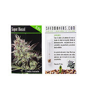Super Diesel (Seedmakers)