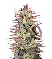 PainKiller (Dr Underground)