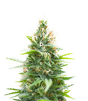 Jack Herer (Seedkeepers)