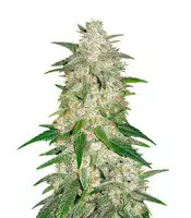 Gelato Auto (Fast Buds)