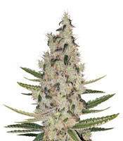 Criminal+ (Ripper Seeds)