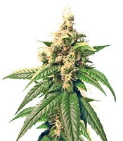 Skunk Kush regular (Sensi Seeds)