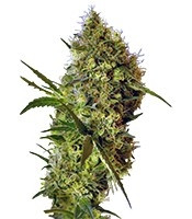 Big Devil Auto (Sweet Seeds)