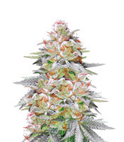 Pina Rita regular (TGA Subcool Seeds (SubCool’s The Dank))