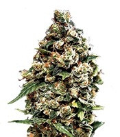 Jack Herer Auto (Green House Seeds)