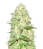 Maya Gold (Sumo Seeds)