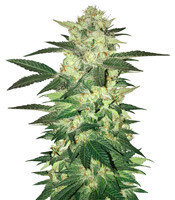 Master Kush (White Label Seed Company)