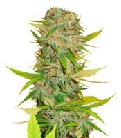 Aurora Indica regular (Nirvana Seeds)