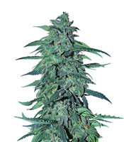Auto AK XXL (Original Sensible Seeds)