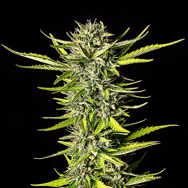 Strawberry Haze Auto