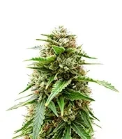 Easy Bud Auto (Royal Queen Seeds)