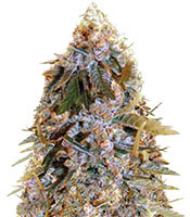 Biggest Bud (Big Bud) (Victory Seeds)