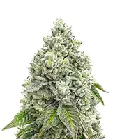 Mandarin Cookies R1 V2 (Ethos Genetics)